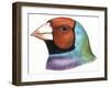 Birds: Passeriformes, Head Of, Gouldian Finch (Erythrura Gouldiae or Chloebia Gouldiae)-null-Framed Giclee Print