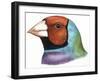 Birds: Passeriformes, Head Of, Gouldian Finch (Erythrura Gouldiae or Chloebia Gouldiae)-null-Framed Giclee Print