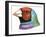 Birds: Passeriformes, Head Of, Gouldian Finch (Erythrura Gouldiae or Chloebia Gouldiae)-null-Framed Giclee Print