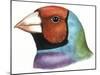 Birds: Passeriformes, Head Of, Gouldian Finch (Erythrura Gouldiae or Chloebia Gouldiae)-null-Mounted Giclee Print