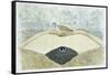 Birds: Passeriformes, Mexican Jays (Aphelocoma Ultramarina) Feeding Chicks in Nest-null-Framed Stretched Canvas