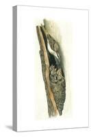 Birds: Passeriformes, Short-Toed Treecreeper (Certhia Brachydactyla) Feeding Young in Nest-null-Stretched Canvas