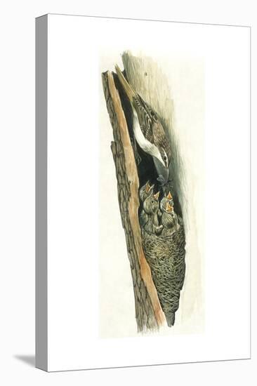 Birds: Passeriformes, Short-Toed Treecreeper (Certhia Brachydactyla) Feeding Young in Nest-null-Stretched Canvas