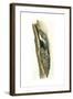 Birds: Passeriformes, Short-Toed Treecreeper (Certhia Brachydactyla) Feeding Young in Nest-null-Framed Giclee Print