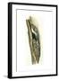 Birds: Passeriformes, Short-Toed Treecreeper (Certhia Brachydactyla) Feeding Young in Nest-null-Framed Giclee Print