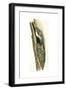 Birds: Passeriformes, Short-Toed Treecreeper (Certhia Brachydactyla) Feeding Young in Nest-null-Framed Giclee Print