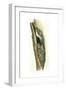 Birds: Passeriformes, Short-Toed Treecreeper (Certhia Brachydactyla) Feeding Young in Nest-null-Framed Giclee Print