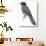 Birds: Passeriformes, Siberian Jay (Perisoreus Infaustus)-null-Giclee Print displayed on a wall