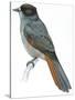 Birds: Passeriformes, Siberian Jay (Perisoreus Infaustus)-null-Stretched Canvas