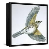 Birds: Passeriformes, Song Thrush (Turdus Philomelos)-null-Framed Stretched Canvas