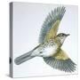 Birds: Passeriformes, Song Thrush (Turdus Philomelos)-null-Stretched Canvas