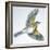 Birds: Passeriformes, Song Thrush (Turdus Philomelos)-null-Framed Giclee Print