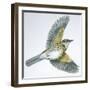 Birds: Passeriformes, Song Thrush (Turdus Philomelos)-null-Framed Giclee Print