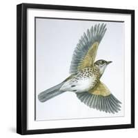 Birds: Passeriformes, Song Thrush (Turdus Philomelos)-null-Framed Giclee Print