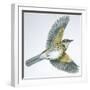Birds: Passeriformes, Song Thrush (Turdus Philomelos)-null-Framed Giclee Print