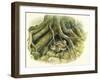 Birds: Passeriformes, Winter Wrens (Troglodytes Troglodytes) Hollow of Tree Trunk-null-Framed Giclee Print