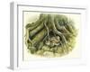 Birds: Passeriformes, Winter Wrens (Troglodytes Troglodytes) Hollow of Tree Trunk-null-Framed Giclee Print