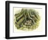 Birds: Passeriformes, Winter Wrens (Troglodytes Troglodytes) Hollow of Tree Trunk-null-Framed Premium Giclee Print