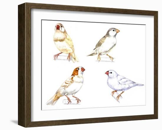 Birds: Passeriformes, Zebra Finch, (Taeniopygia Guttata): Cream Colour, Brown and White-null-Framed Giclee Print