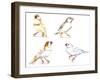 Birds: Passeriformes, Zebra Finch, (Taeniopygia Guttata): Cream Colour, Brown and White-null-Framed Giclee Print