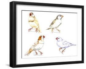 Birds: Passeriformes, Zebra Finch, (Taeniopygia Guttata): Cream Colour, Brown and White-null-Framed Giclee Print
