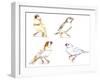 Birds: Passeriformes, Zebra Finch, (Taeniopygia Guttata): Cream Colour, Brown and White-null-Framed Giclee Print