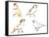 Birds: Passeriformes, Zebra Finch, (Taeniopygia Guttata): Cream Colour, Brown and White-null-Framed Stretched Canvas