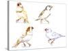 Birds: Passeriformes, Zebra Finch, (Taeniopygia Guttata): Cream Colour, Brown and White-null-Stretched Canvas