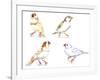 Birds: Passeriformes, Zebra Finch, (Taeniopygia Guttata): Cream Colour, Brown and White-null-Framed Giclee Print