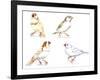 Birds: Passeriformes, Zebra Finch, (Taeniopygia Guttata): Cream Colour, Brown and White-null-Framed Giclee Print