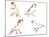 Birds: Passeriformes, Zebra Finch, (Taeniopygia Guttata): Cream Colour, Brown and White-null-Mounted Giclee Print