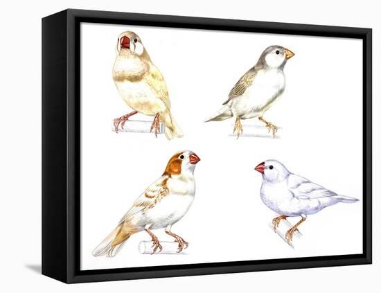 Birds: Passeriformes, Zebra Finch, (Taeniopygia Guttata): Cream Colour, Brown and White-null-Framed Stretched Canvas