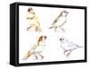 Birds: Passeriformes, Zebra Finch, (Taeniopygia Guttata): Cream Colour, Brown and White-null-Framed Stretched Canvas