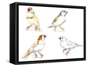 Birds: Passeriformes, Zebra Finch, (Taeniopygia Guttata): Cream Colour, Brown and White-null-Framed Stretched Canvas