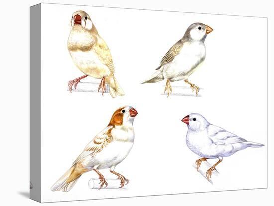 Birds: Passeriformes, Zebra Finch, (Taeniopygia Guttata): Cream Colour, Brown and White-null-Stretched Canvas