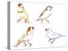 Birds: Passeriformes, Zebra Finch, (Taeniopygia Guttata): Cream Colour, Brown and White-null-Stretched Canvas