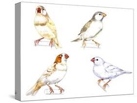 Birds: Passeriformes, Zebra Finch, (Taeniopygia Guttata): Cream Colour, Brown and White-null-Stretched Canvas