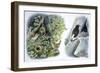 Birds: Passeriformes-null-Framed Giclee Print