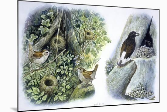 Birds: Passeriformes-null-Mounted Giclee Print