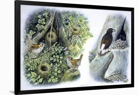 Birds: Passeriformes-null-Framed Giclee Print