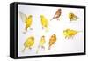 Birds: Passeriformes-null-Framed Stretched Canvas