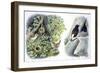 Birds: Passeriformes-null-Framed Giclee Print