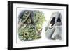 Birds: Passeriformes-null-Framed Giclee Print