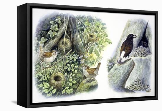 Birds: Passeriformes-null-Framed Stretched Canvas