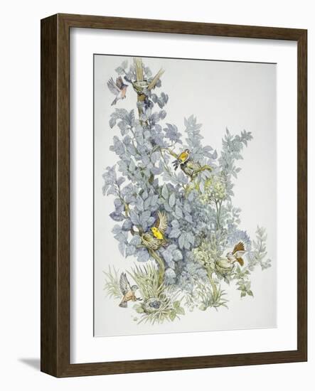 Birds: Passeriformes-null-Framed Giclee Print