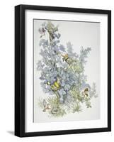 Birds: Passeriformes-null-Framed Giclee Print