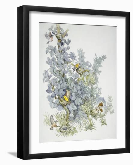 Birds: Passeriformes-null-Framed Giclee Print