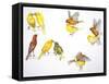 Birds: Passeriformes-null-Framed Stretched Canvas