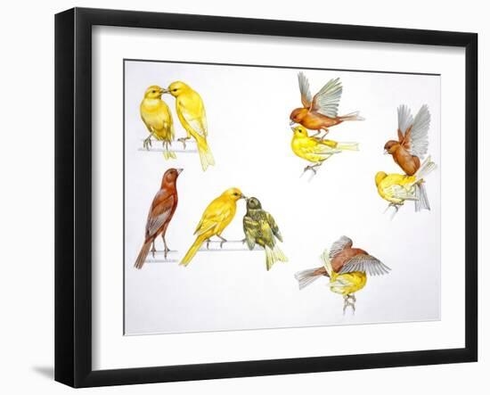 Birds: Passeriformes-null-Framed Giclee Print