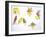 Birds: Passeriformes-null-Framed Giclee Print